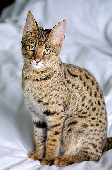 亚洲豹猫和家猫的杂交品种,由总部位于加利福尼亚州的lifestyle pets