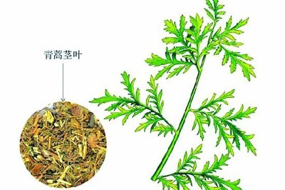 青蒿里的春滋味 天天看点