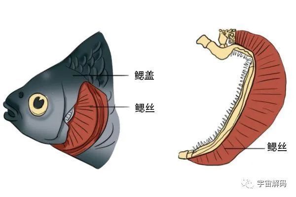 科学菌 为什么鱼能吸水里的氧气却不能吸空气里的氧气 鱼鳃的工作原理是什么 腾讯新闻