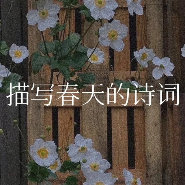 來自春天的唯美詩句|杏花|柳樹