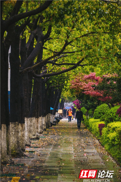 天青色等雨而我在等你雲覽春風細雨中的懷化春色