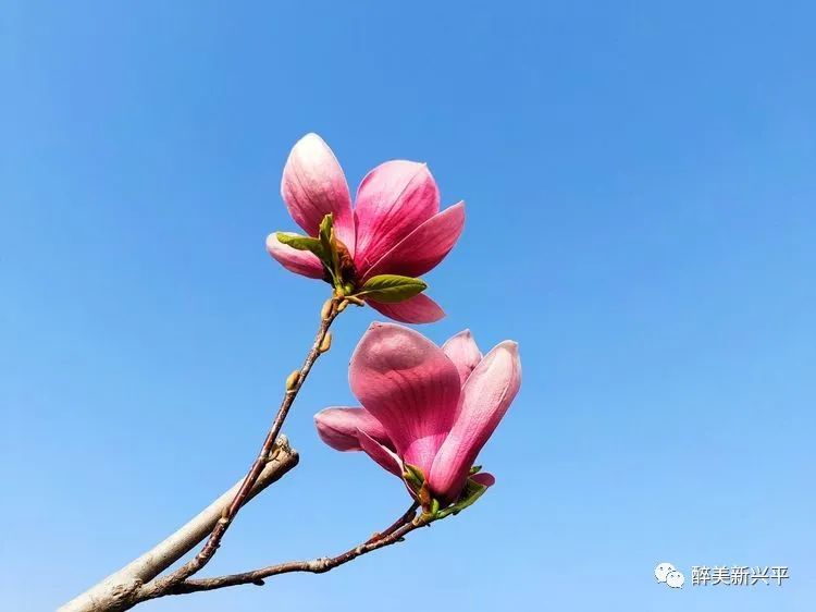 河鸭戏水(郑海群)向远方(郑海群)枝头虹云(郑海群)倒映(郑海群)二