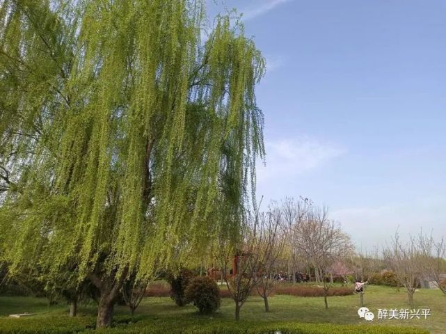 沉醉(孙吉萍)一抹绯红(郑海群)嫣红(郑海群)河鸭戏水(郑海群)向远方