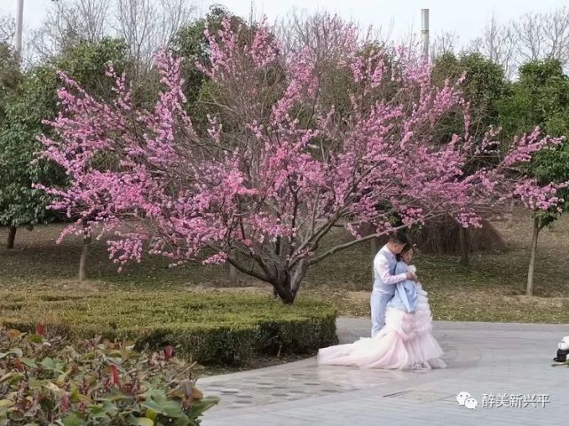 (孙吉萍)沉醉(孙吉萍)一抹绯红(郑海群)嫣红(郑海群)河鸭戏水(郑