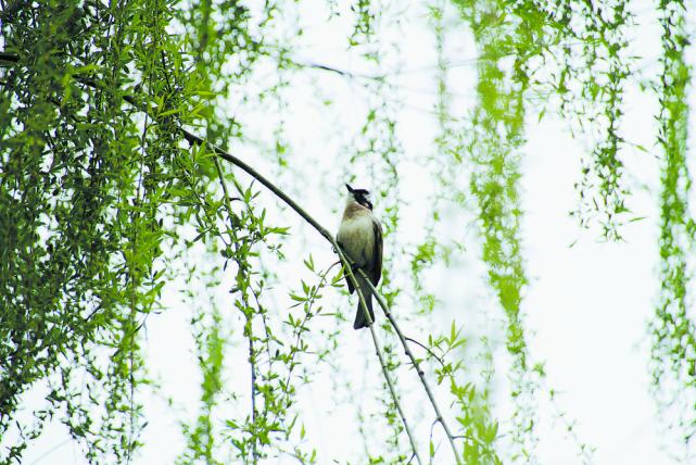 菏泽脸谱美在菏泽占尽春光杨柳色