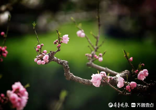 雨后的百花公园碧桃盛开更美艳 百花公园 碧桃