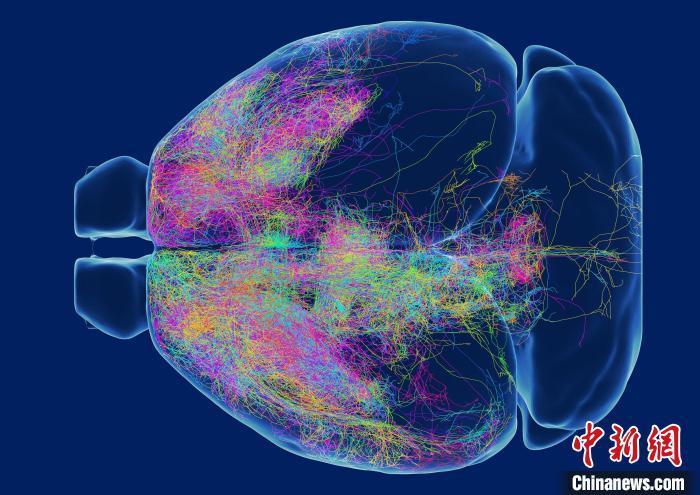 给大脑绘制“高清图谱”中国科学家新研究有助启发新一代人工智能中国和美国签约了什么条约