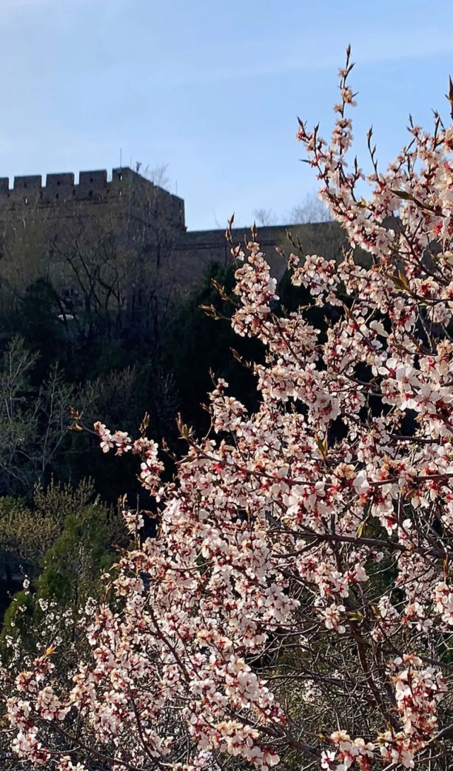 看世界踏青寻春八达岭长城