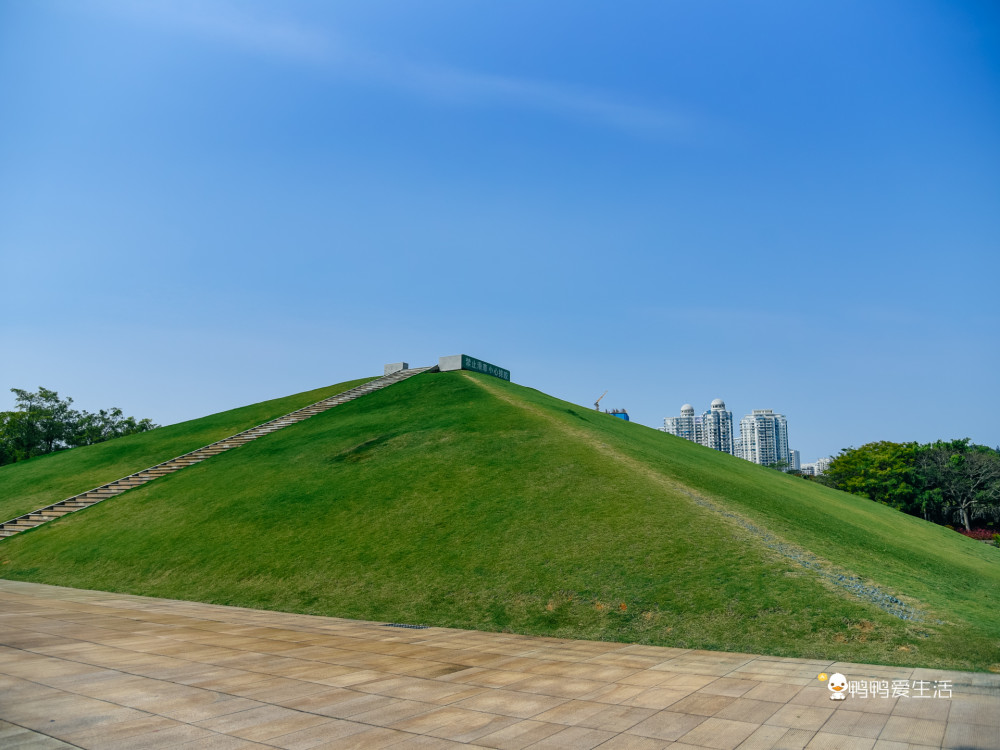 厦门海湾公园睡莲盛开,山坡蓝天都是你的背景,浪漫唯美如画一般!