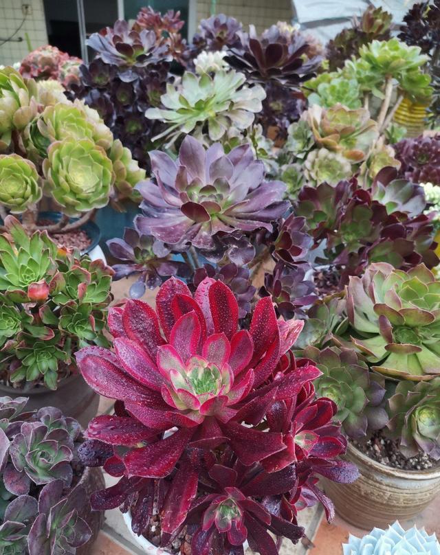 比较大,例如美杜莎法师,美娅法师,红颜法师,欧嘉丽法师和潘帕斯法师等