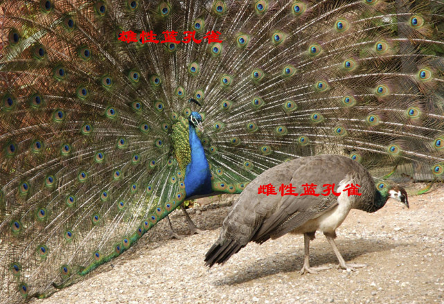 而雌性孔雀身上羽毛多为灰褐色,也没有漂亮的尾屏