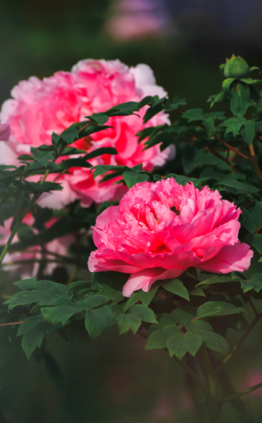 【美丽彭州·春天游】天彭牡丹盛放时,占尽春日第一香!