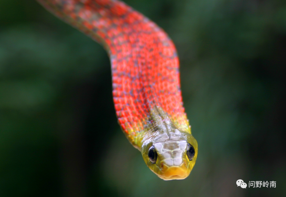 关于红脖颈槽蛇的科普短片多在白天活动,体型中等,头背为草绿色,上唇