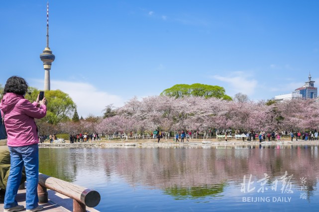 多圖|又到最美賞櫻季,北京玉淵潭春意盎然|櫻花|玉淵潭公園