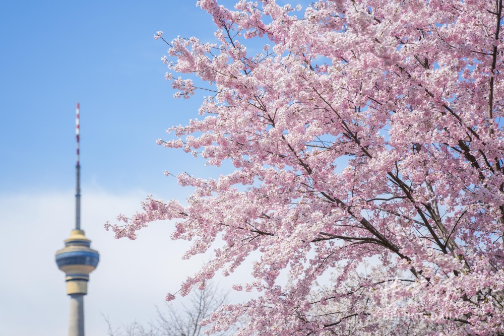 多图|又到最美赏樱季,北京玉渊潭春意盎然_腾讯新闻