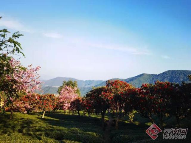 雲南南澗無量山櫻花谷:最是一年春好處