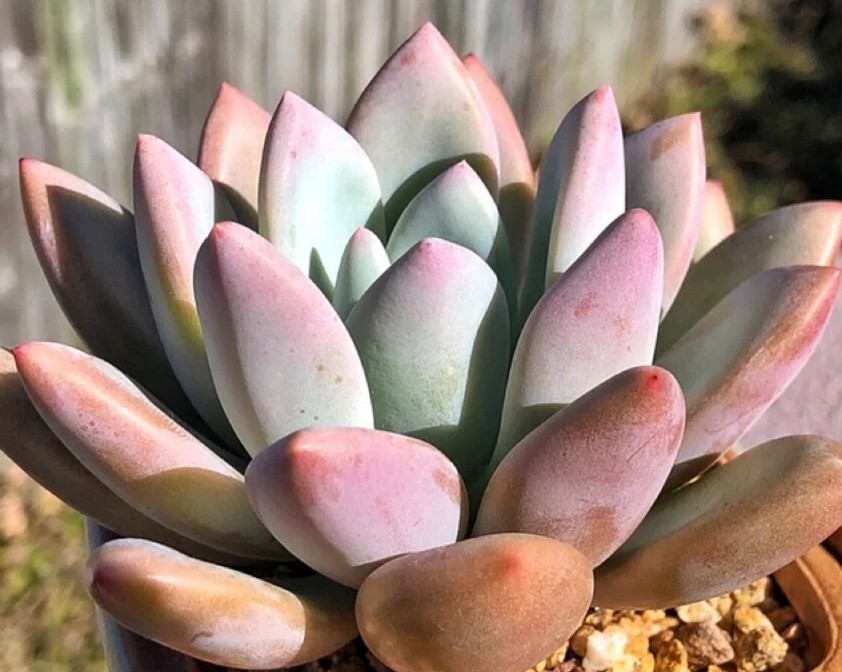 春天这样养多肉 养出叶片 肥嘟嘟 容易爆盆状态更美 腾讯新闻