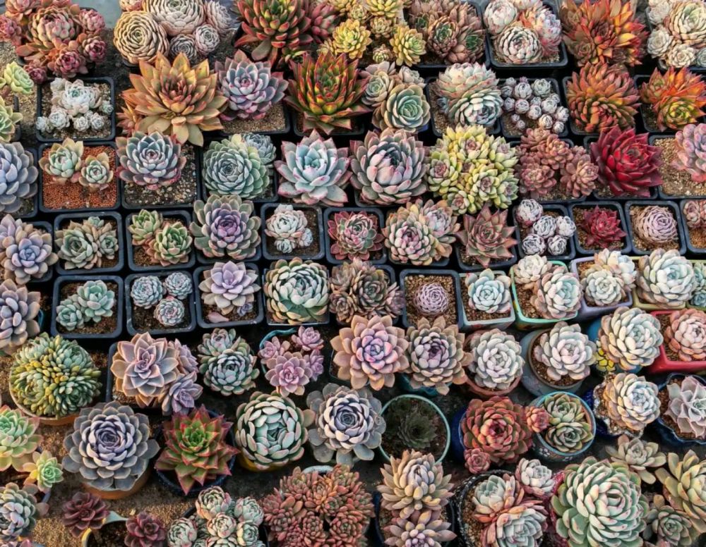 春天这样养多肉 养出叶片 肥嘟嘟 容易爆盆状态更美 腾讯新闻