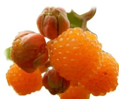 明天,去摘没刺的黄泡吧