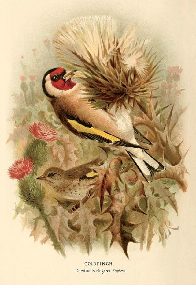 红额金翅雀▲白腰朱顶雀▲黄喉蜂虎▲纵纹腹小鸮▲黄腰柳莺▲翠鸟"