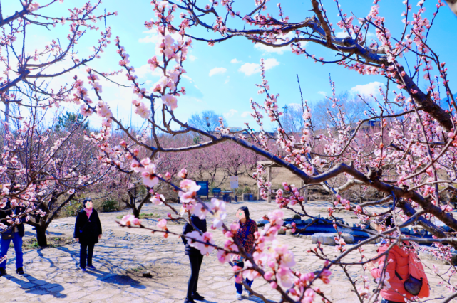 海淀凤凰岭的杏花开了春花烂漫美不胜收