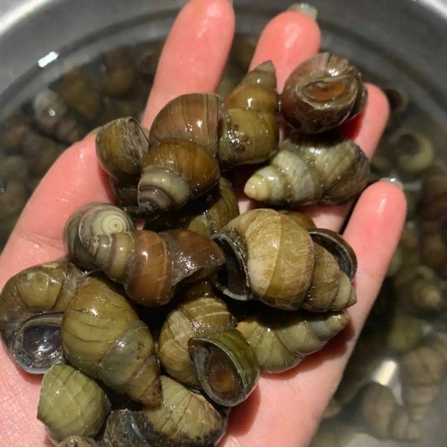 想吃石螺又怕不干净,别担心!买回来,我教你处理,干净又好吃