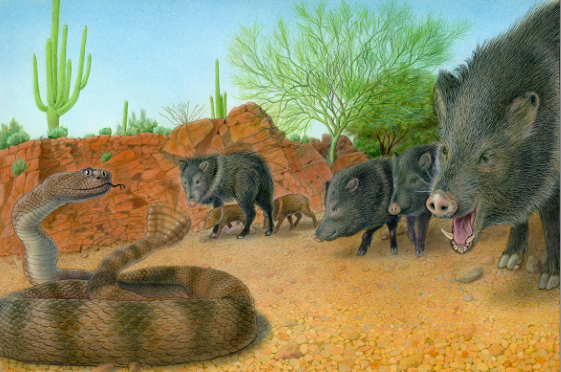 民间有猪克蛇一说蛇看见猪不敢乱动生怕被猪给吃掉