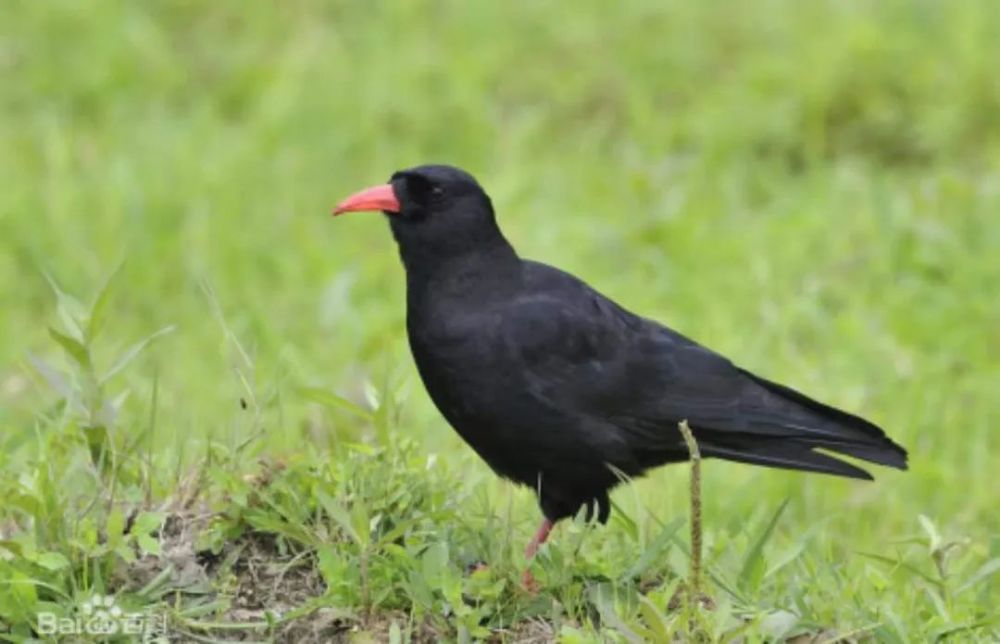 了解这些鸟类的名字和叫声可以观看以下两个视频首都科学讲堂第713期
