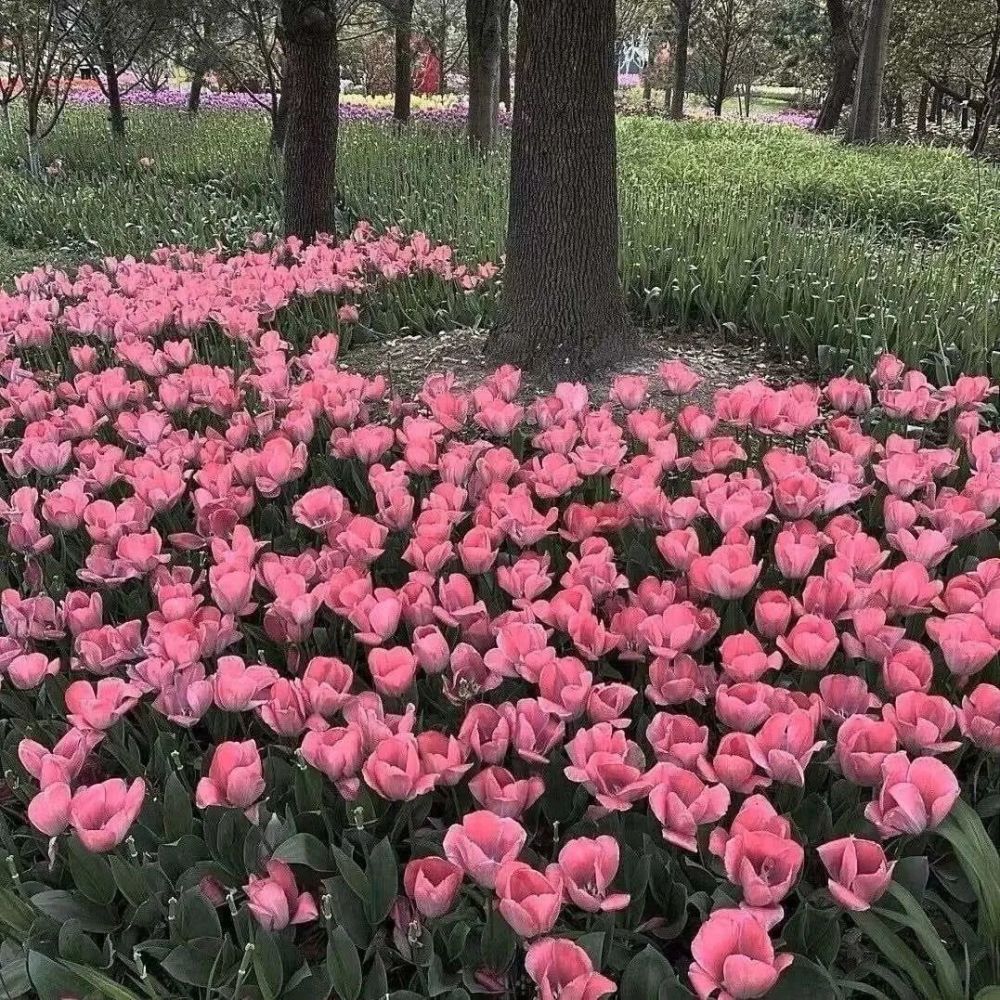 惡搞表情包v流行的表情包,頭像,手機壁紙,聊天背景,聊天套路,網名