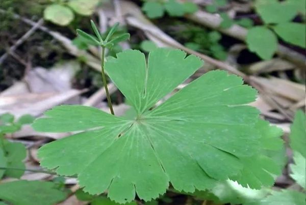 檢察文化清明踏春路邊的野花野菜你不要採