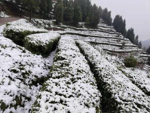 芒市苤菜坝下雪图片