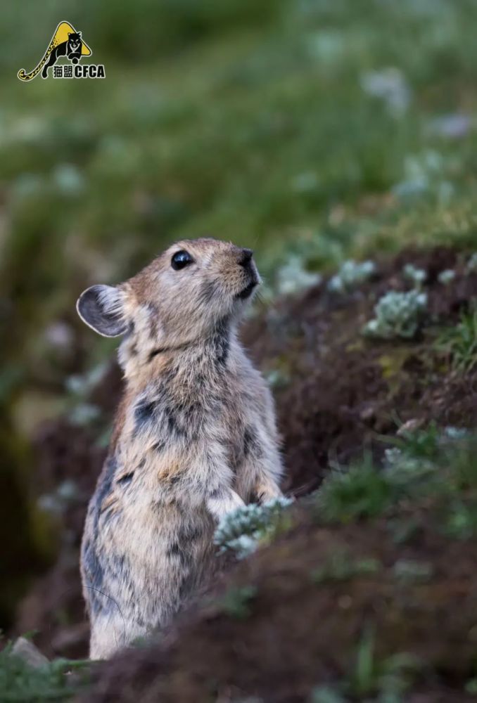 艾鼬喂10只荒漠猫15只兔狲和60只藏狐决定离家出走