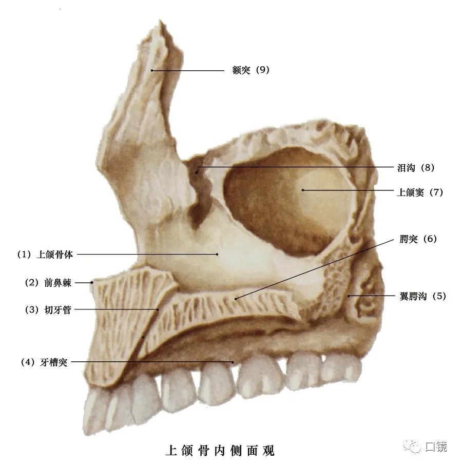 收藏口腔頜面部骨骼肌肉解剖圖譜68p