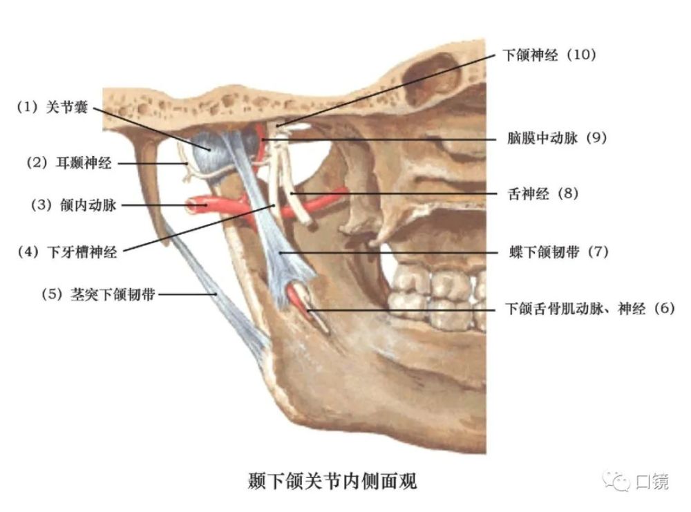 收藏口腔颌面部骨骼肌肉解剖图谱68p