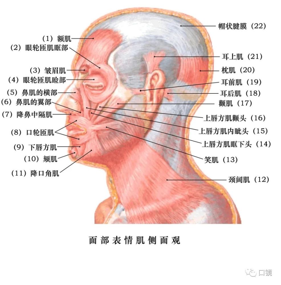 收藏口腔颌面部骨骼肌肉解剖图谱68p