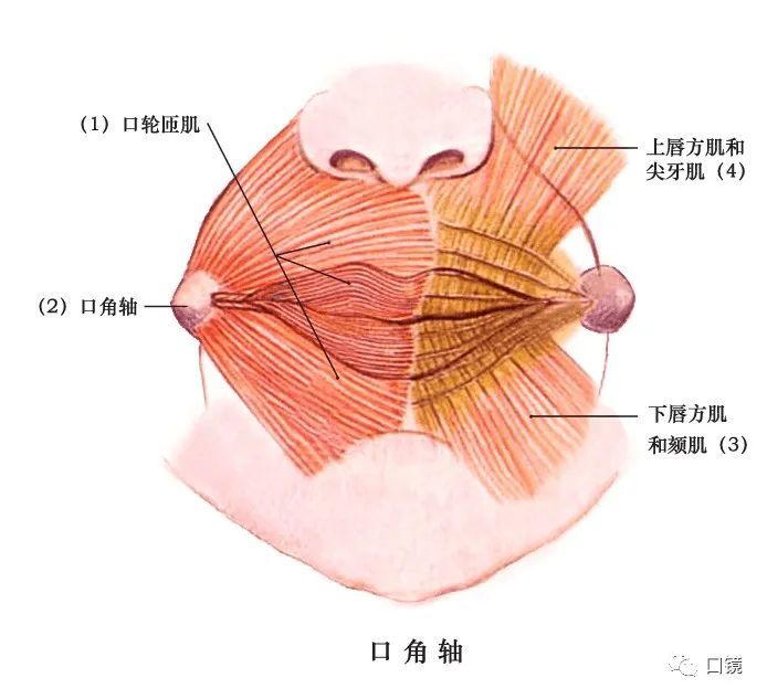 收藏口腔颌面部骨骼肌肉解剖图谱68p