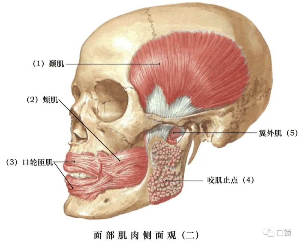 收藏口腔颌面部骨骼肌肉解剖图谱68p