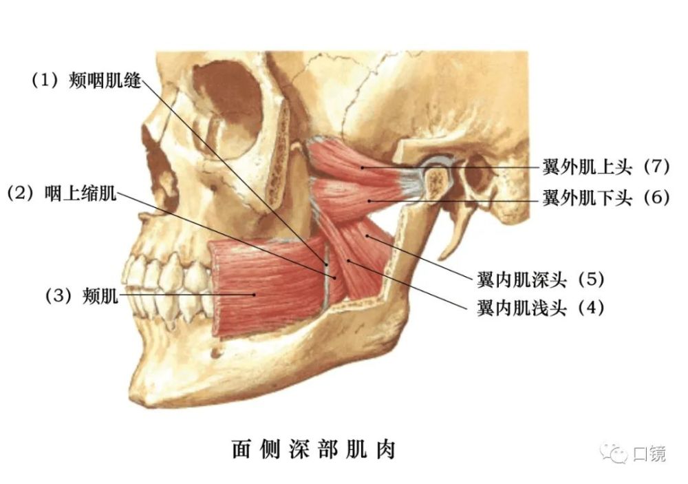 收藏口腔頜面部骨骼肌肉解剖圖譜68p