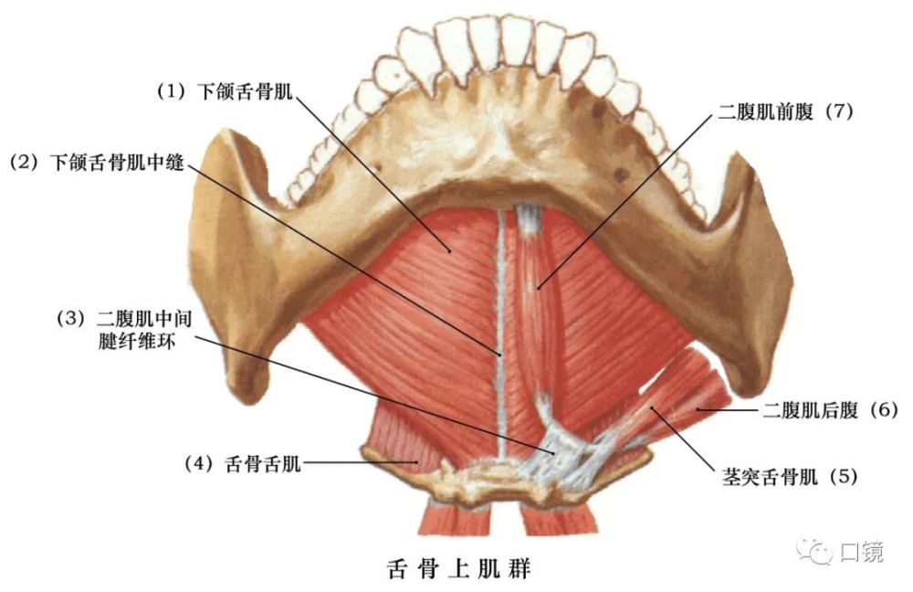 收藏口腔颌面部骨骼肌肉解剖图谱68p