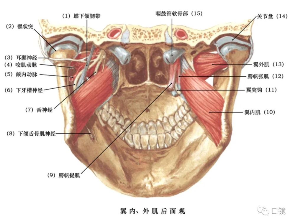 收藏口腔頜面部骨骼肌肉解剖圖譜68p