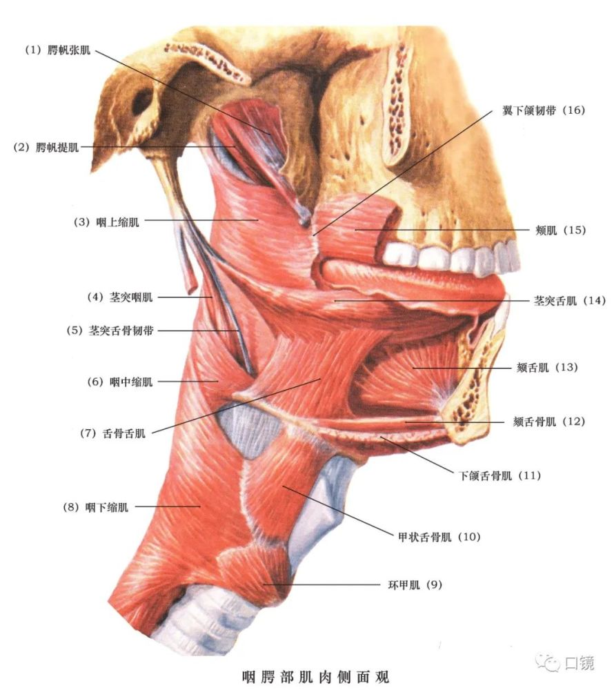 收藏口腔頜面部骨骼肌肉解剖圖譜68p