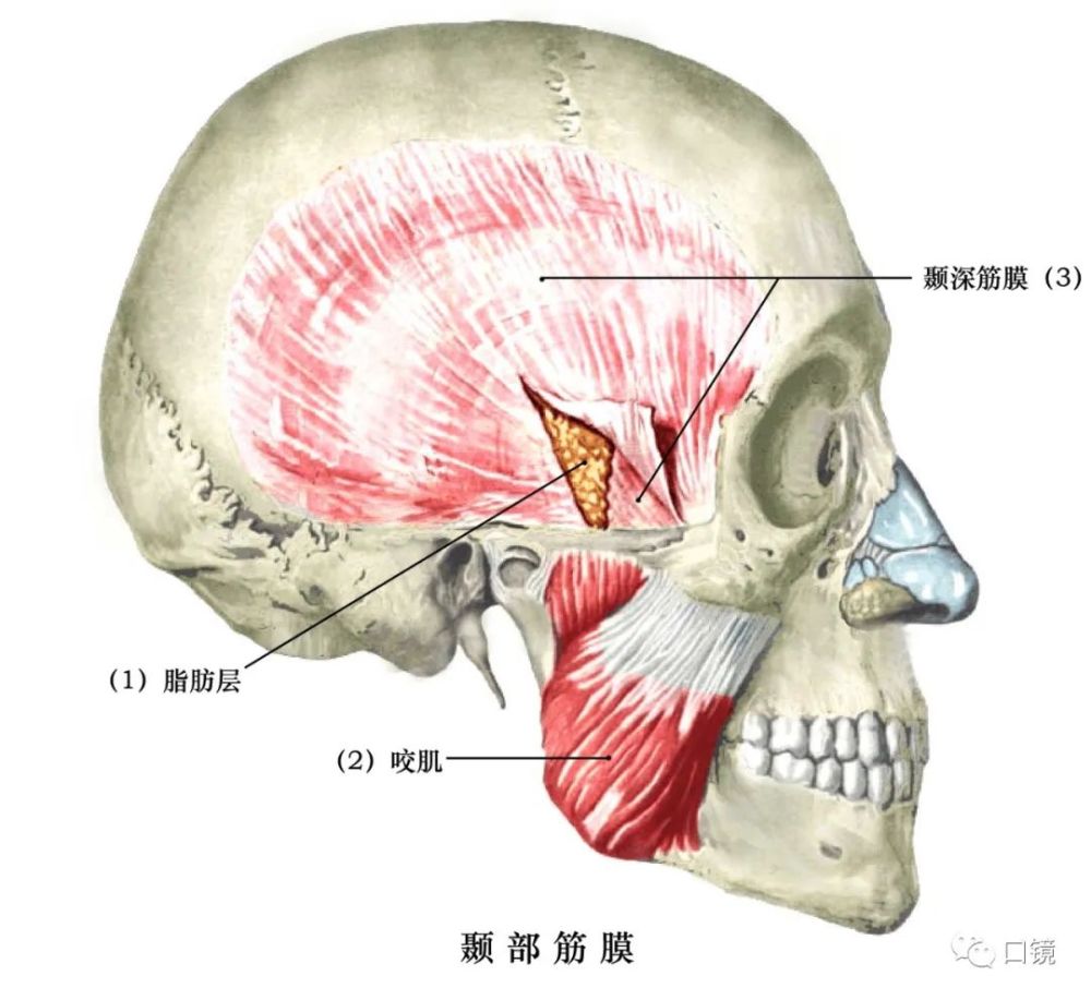 【收藏】口腔颌面部骨骼肌肉解剖图谱(68p)_腾讯新闻