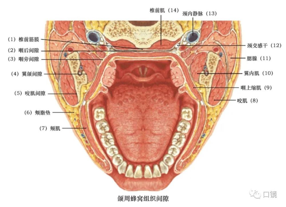 收藏口腔颌面部骨骼肌肉解剖图谱68p