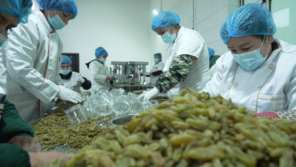 红石榴援疆故事走到葡萄厂上班去