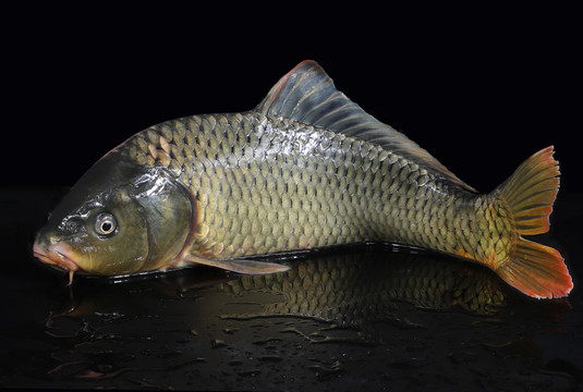 山西有看头|《美食篇》之黄河鲤鱼_腾讯新闻