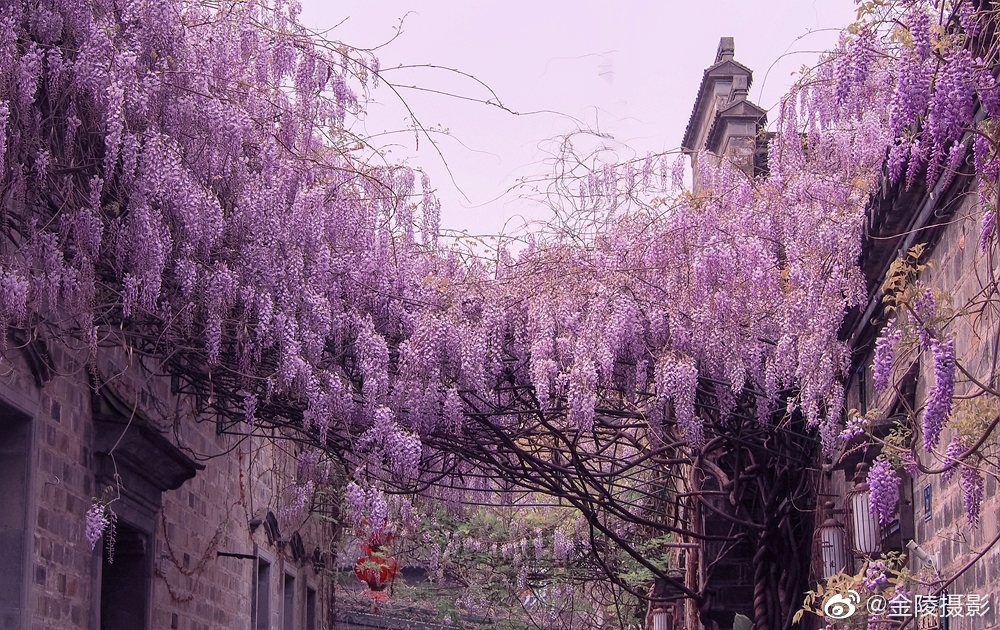 最美人间四月天南京老门东紫色瀑布