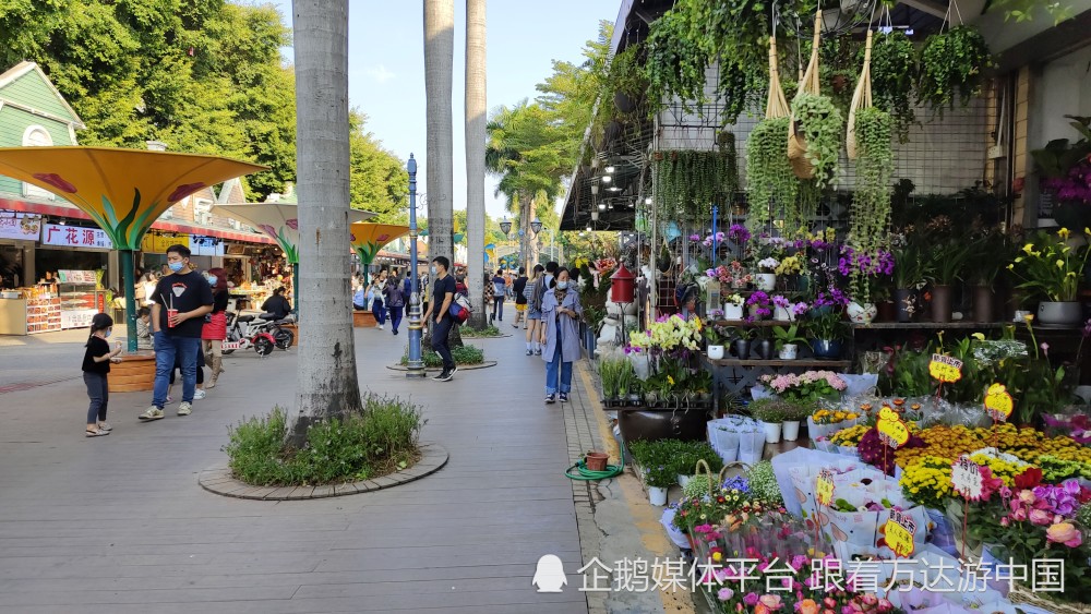 荷蘭花卉小鎮深圳南山的特色花鳥市場值得來逛一逛