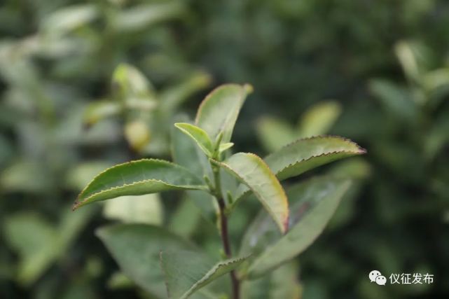 "绿杨春"明前茶进入采摘"黄金期" 无性系良种茶更受欢迎