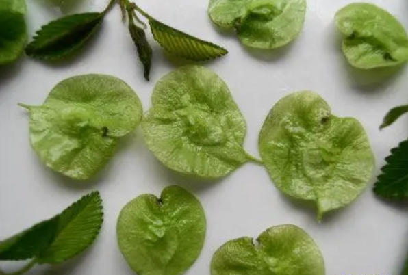 池馆榆钱夜雨新——能救命的榆树和"榆钱"