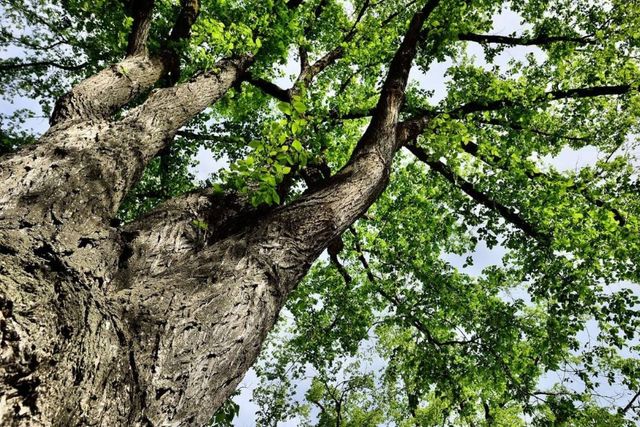 池馆榆钱夜雨新——能救命的榆树和"榆钱"